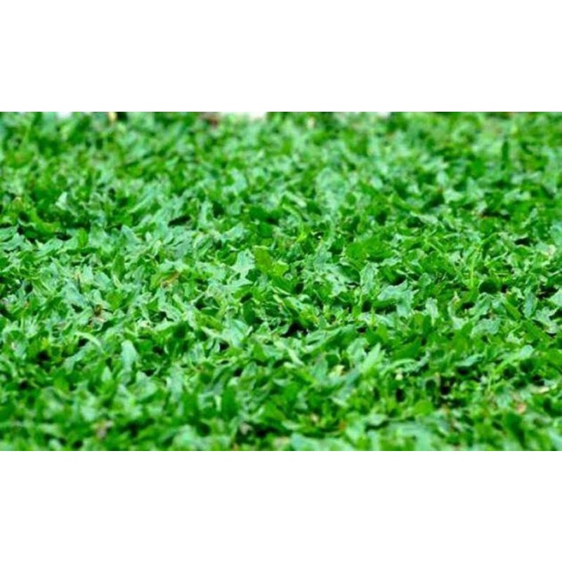 Jual RUMPUT GAJAH MINI / RUMPUT HIAS | Shopee Indonesia