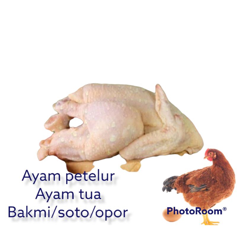 Jual Ayam petelur / ayam merah / ayam segar berat rata2 2kg | Shopee