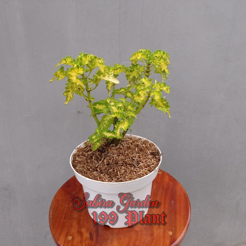 Jual Tanaman Hias Miana ekor naga kuning (Coleus Electric Lime ...