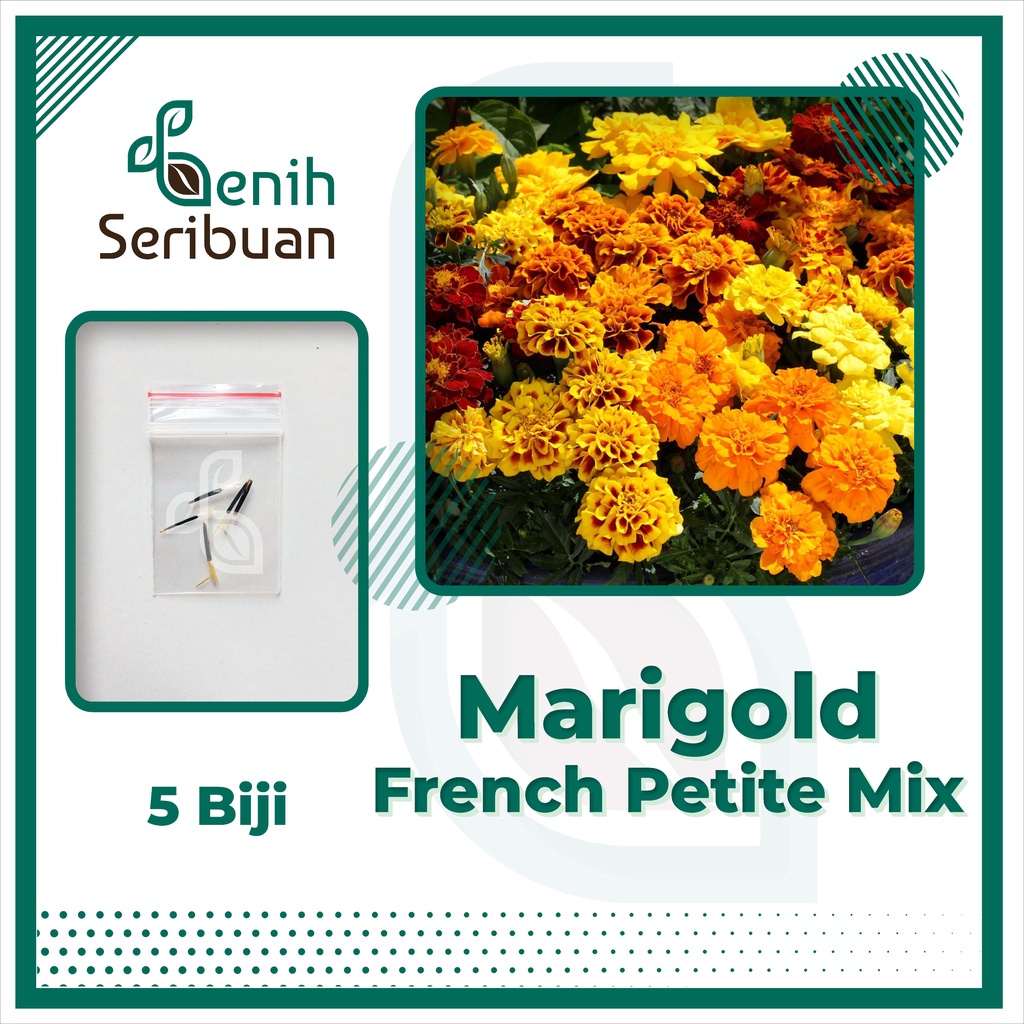 Jual Benih Bunga Marigold French Petite Mix Bibit Tanaman Bunga Warna Warni Kuning Premium