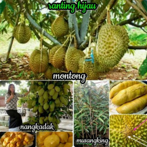 Jual K0I Paket 3 Bibit Buah Durian Musangking, Montong, Nangkadak ...