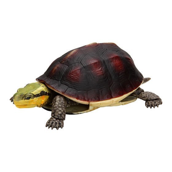 Jual SPLIT Chinese Box Turtle Tortoise Kame 04 Ikimono Bandai Gacha ...