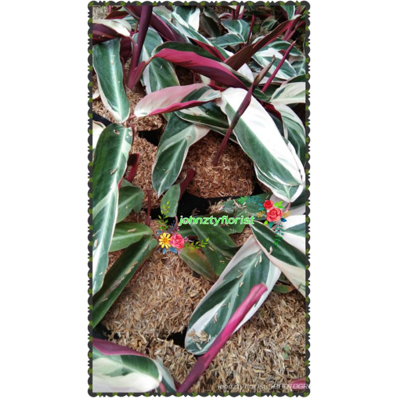 Jual Tanaman Hias Tree color | Shopee Indonesia