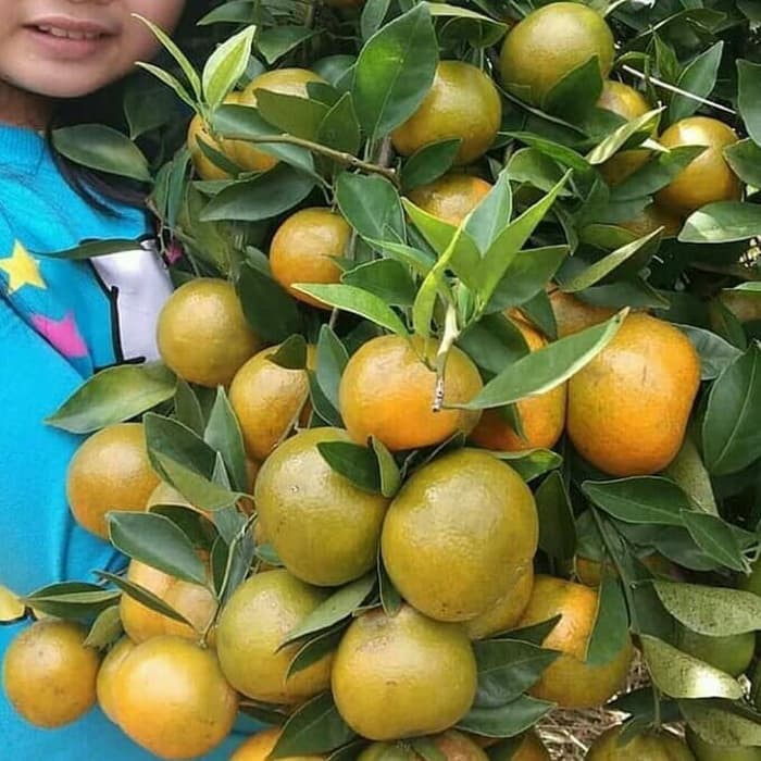 Bibit jeruk buah manis(sudah berbuah)