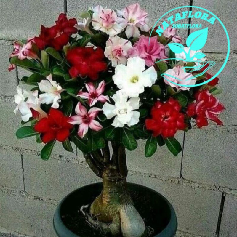 TERLARIS NO 1!!TANAMAN HIAS ADENIUM KAMBOJA JEPANG BUNGA TUMPUK//ADENIUM CABANG