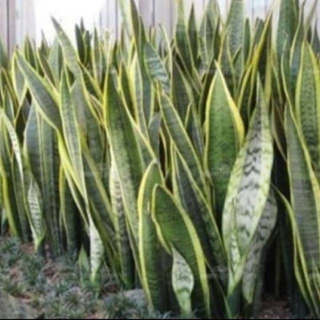 Jual Tanaman Lidah Mertua Sansevieria Trifasciata Kuning Hijau | Shopee ...