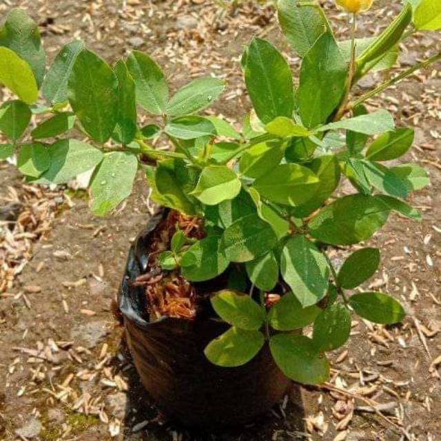 Jual Tanaman hias landep kacang kacangan - pohon landep kacang kacangan ...