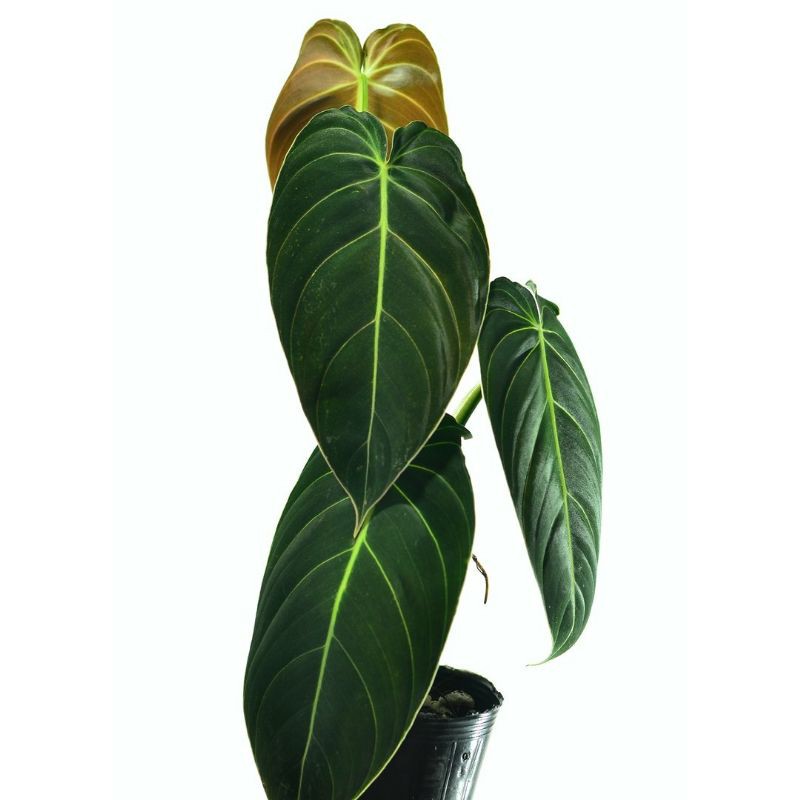 Jual TANAMAN HIAS PHILODENDRON MELANOCRYSUM/PHILO MELANO | Shopee Indonesia