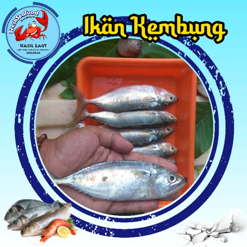 Jual Ikan Kembung Segar 1kg Shopee Indonesia