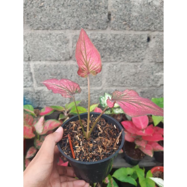 Jual caladium invinity/keladi merah/tanaman hias | Shopee Indonesia