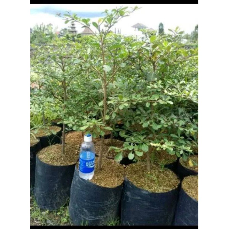 Jual Ketapang Kencana / Pohon Ketapang Kencana | Shopee Indonesia