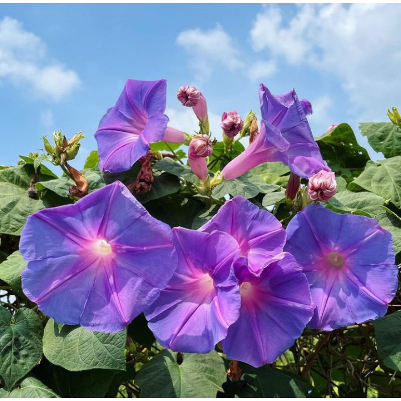 Jual tanaman bunga morning glory tanaman merambat di kanopi | Shopee ...