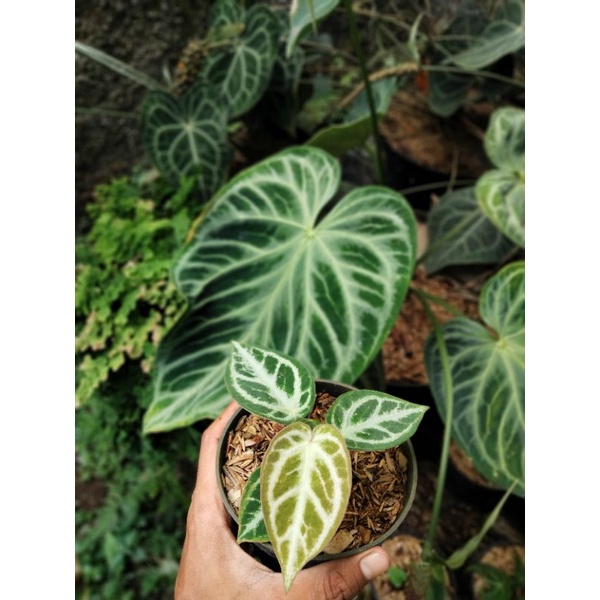 Jual Anthurium silver blush - anturium silver | Shopee Indonesia