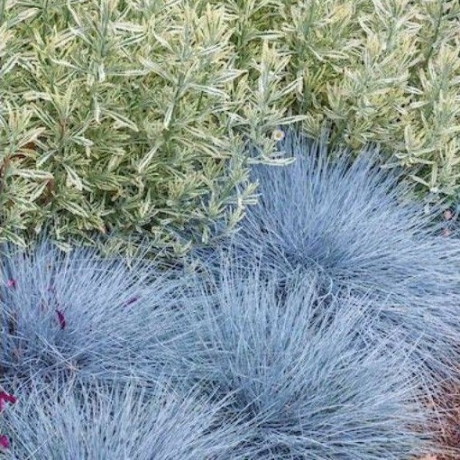 Jual Tanaman hias Rumput biru/ Blue Grass - Festuca glauca | Shopee ...