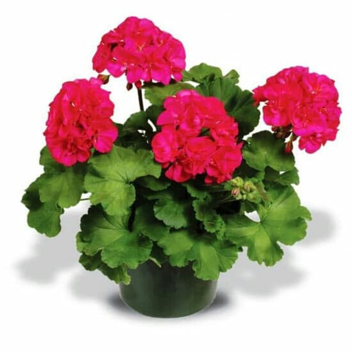 Jual Tanaman hias Geranium bunga merah geranium patriot bright red