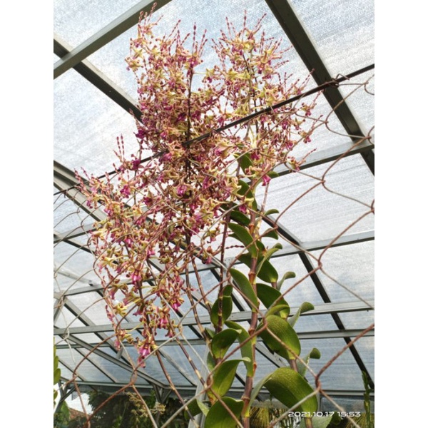 Jual Flower Inducer Extra (Perangsang Pembungaan Ektra Anggrek Speci ...