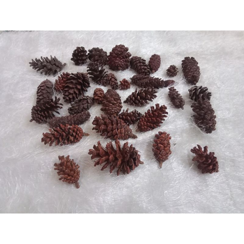 Jual Bunga Pinus Biji Pinus Dried Flower Bunga Kering Shopee Indonesia