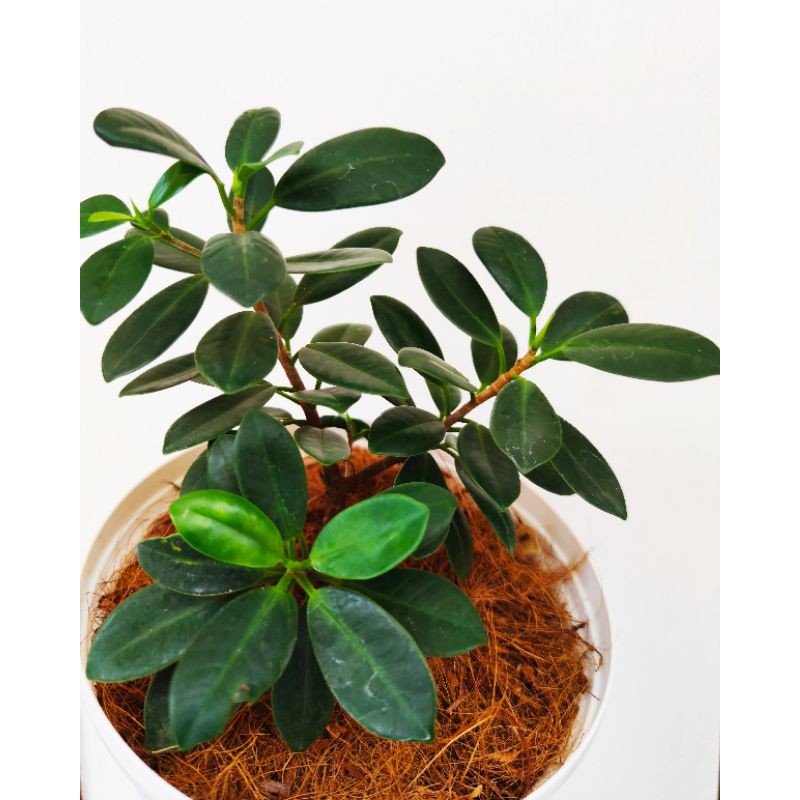 Jual Tanaman Ficus Elastica Jenis Daun Kecil / Beringin Korea | Shopee