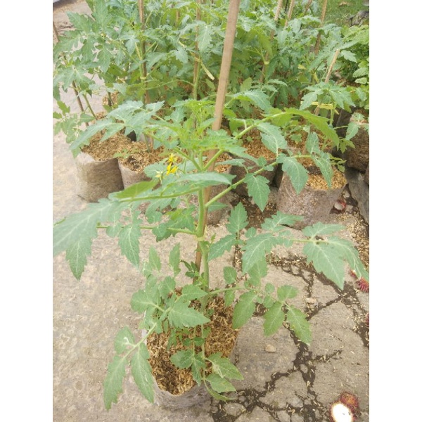 bibit tanaman tomat besar sayur