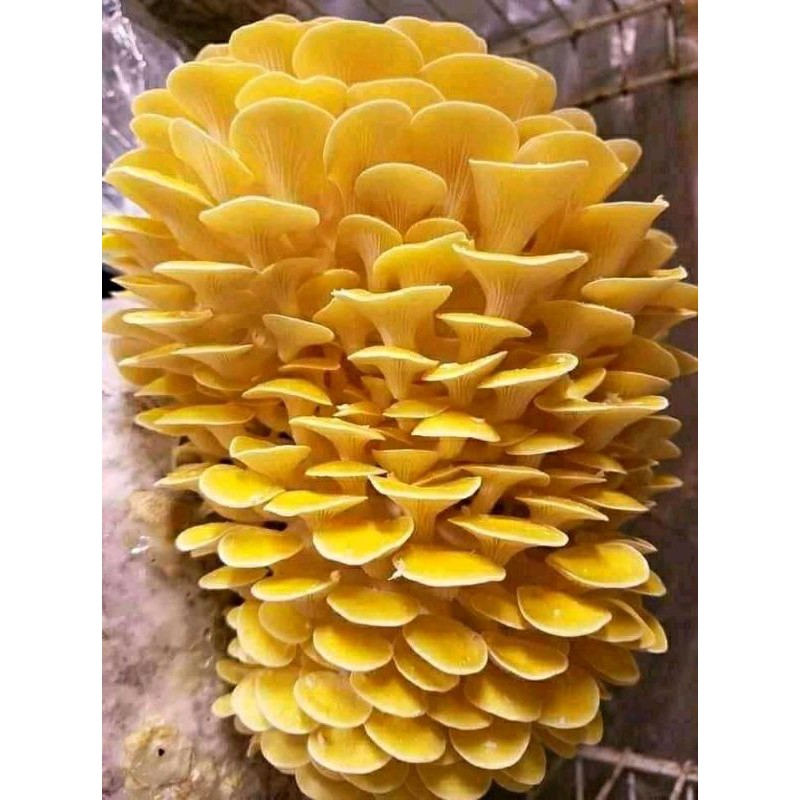 Jual bibit f2 jamur tiram kuning kmasan botol Shopee Indonesia