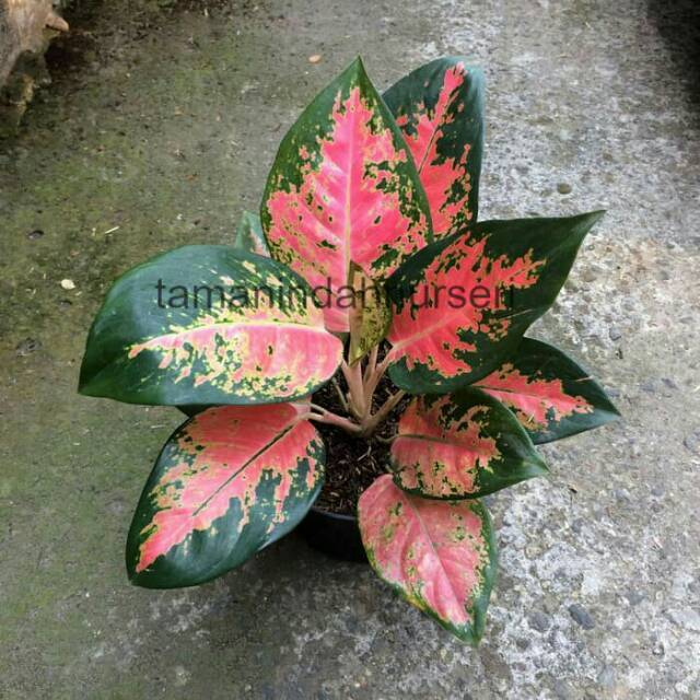 Jual Jual Red Kochin Tanaman Hias Aglonema Aglaonema Shopee Indonesia