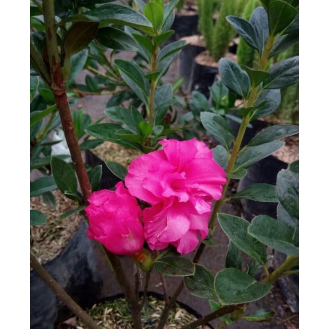 Jual Bunga Azalea Terlengkap & Harga Terbaru Juli 2026 | Shopee Indonesia