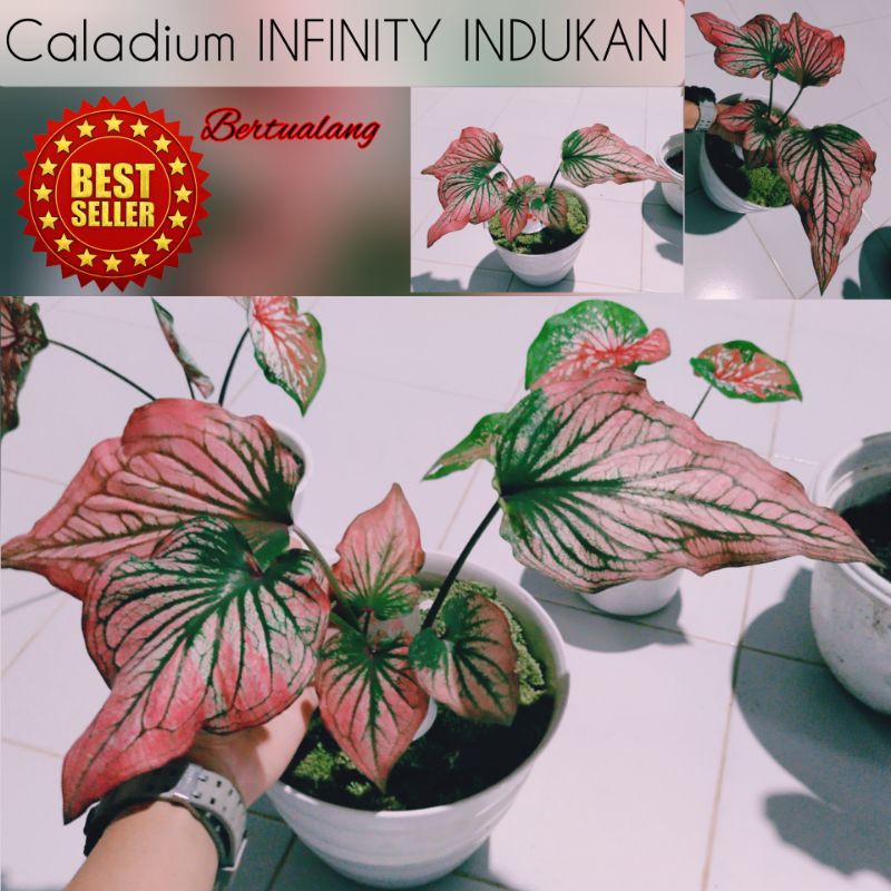Jual Tanaman Murah INDUKAN KELADI INFINITY 10 daun up / KELADI HIAS ...