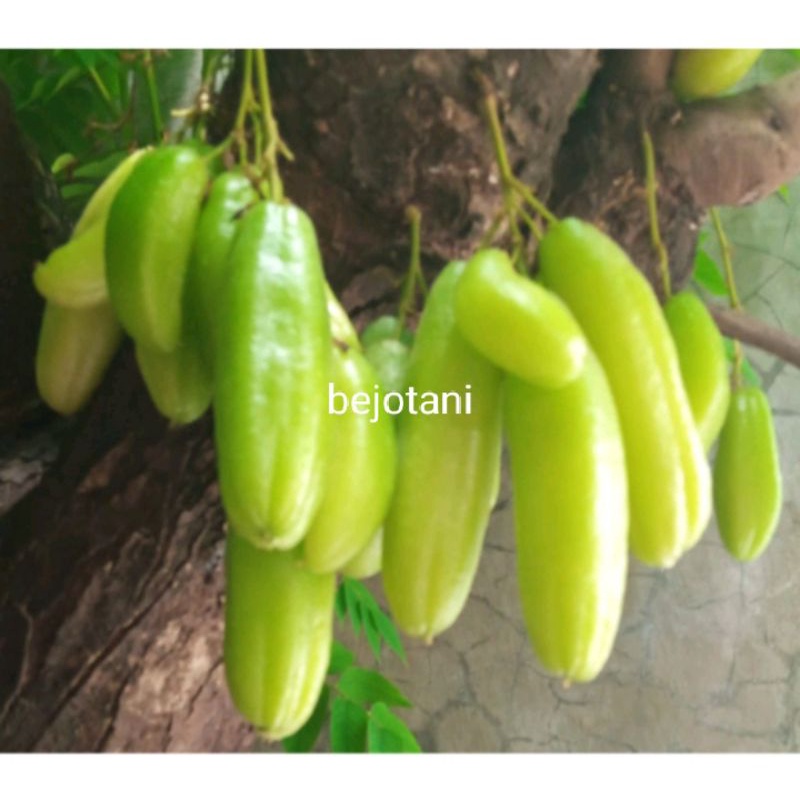bibit belimbing wuluh belimbing sayur terlaris