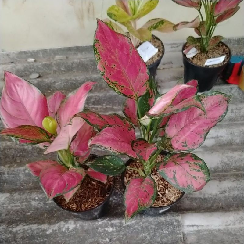 Jual paketan Ruby Garuda dan red anja | Shopee Indonesia