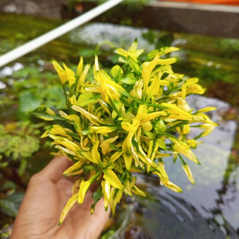 Jual Triminil hijau kuning media wabikusa tanaman Aquascape hiasan ...