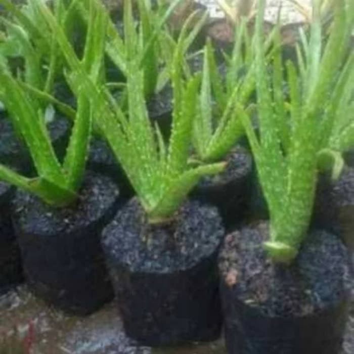 Jual Bibit Lidah Buaya Aloe Vera Tanaman Herbal Lidah Buaya Kecil