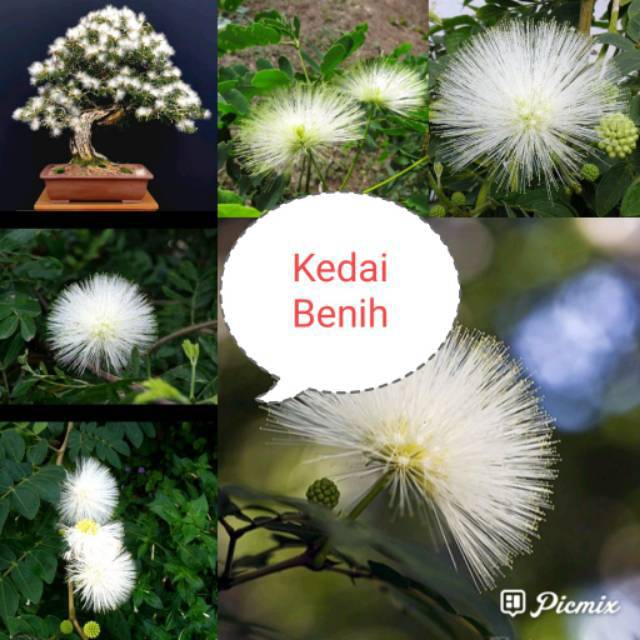 Jual Kedai Benih Bibit Bunga Kaliandra Putih Biji Shopee Indonesia