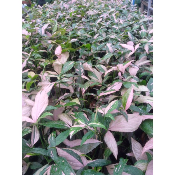 Jual syngonium pink splash | Shopee Indonesia