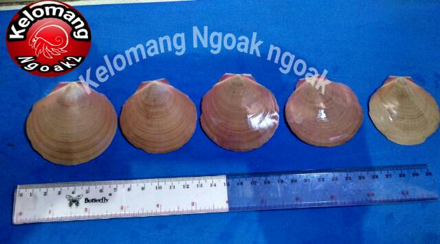 Jual Cangkang Kerang Kipas Merah Tipis | Shopee Indonesia