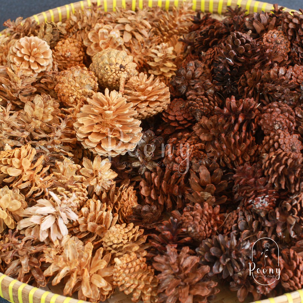 Jual Bunga Pinus / Buah Pinus / Pinus Kering | Shopee Indonesia