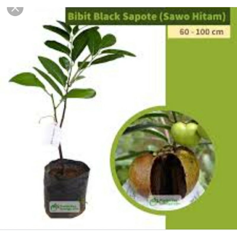 Jual Bibit Sawo Black Sapote Giant Shopee Indonesia