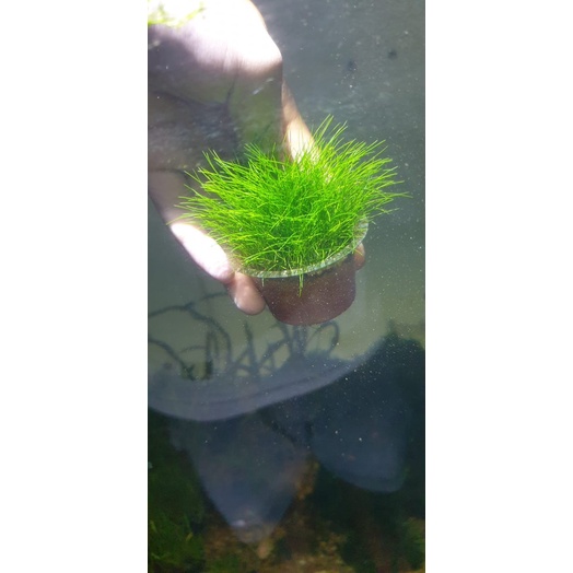 Jual Tanaman Hairgrass / Hair grass | Shopee Indonesia