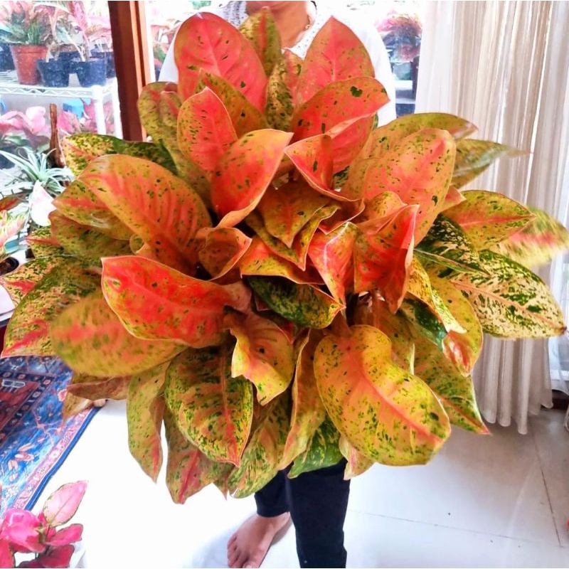 Jual Aglaonema big roy mutasi / Aglonema big roy florist nursery / Aglonema big  roy (Tanaman hias aglaonema big roy) - tanaman hias hidup - bunga hidup -  bunga aglonema - aglaonema