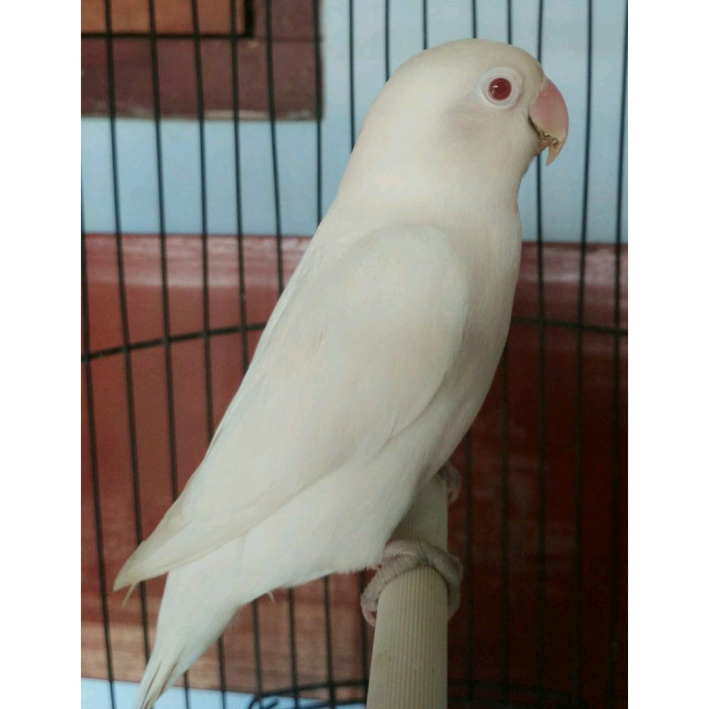 Jual Burung Lovebird Online: Panduan Lengkap dari Pemilihan hingga Perawatan Pasca Pembelian