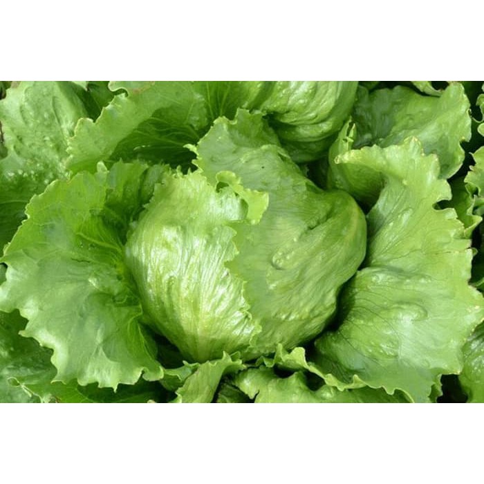 Jual Letuce sayuran letus Lettuce iceberg sayur kebab salad Lotus ...