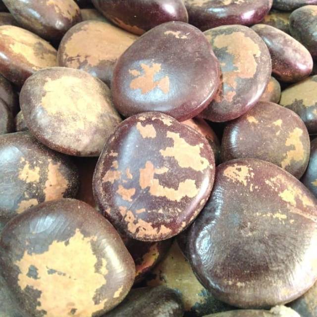 Jual Bendo 1kg - Bendo Kering - Herbal Biji Bendo Atau Bendho | Shopee