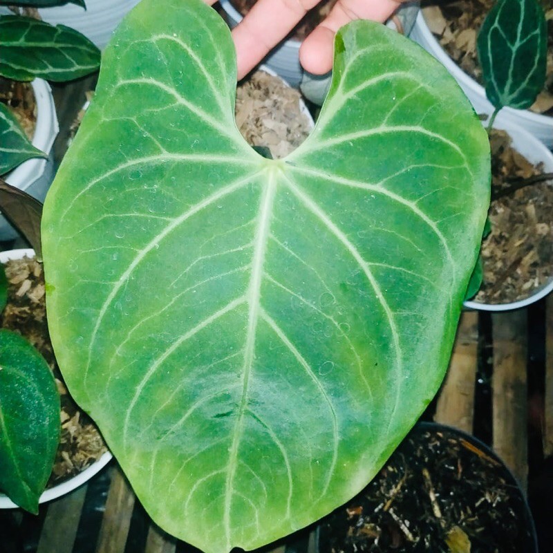 Jual Tanaman Hias Anthurium Regale Shopee Indonesia