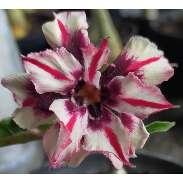 Jual Tanaman Hias Adenium Grafting KIREI (Size A) | Shopee Indonesia