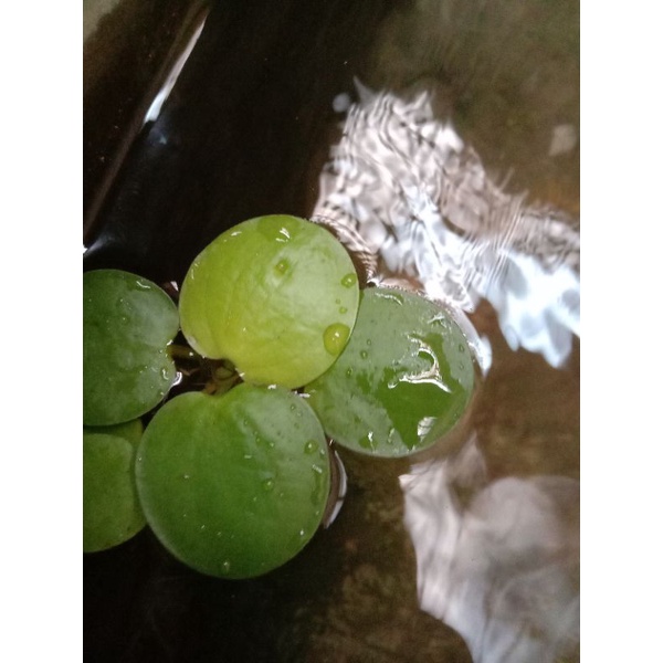 Jual progbit tanaman apung | Shopee Indonesia