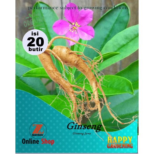 Jual Seed Butir Bibit Biji Benih Tanaman Gingseng Ginseng Jawa Shopee Indonesia