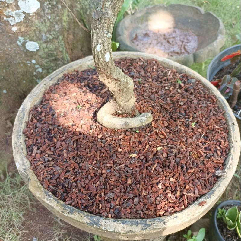 Jual 1Kg Media Tanam Pine Bark/Kulit Pinus Cacah Ekstra Kecil/Super ...