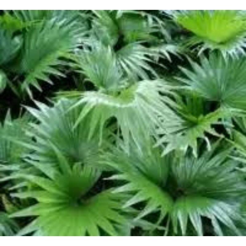 Jual Tanaman Palem Sadeng hijau ( Tanaman hias hidup palem Sadeng ...