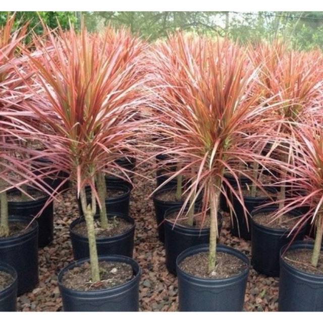 Jual BISA COD Tanaman hias dracena tricolor - Tanaman dracena bamboo ...