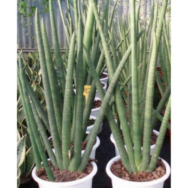 Jual Tanaman Hias sensivera tombak - sensivera tombak raja | Shopee ...