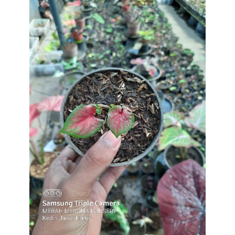 Jual RED JAGUAR bibit kecil caladium keladi merah merona nursery ...